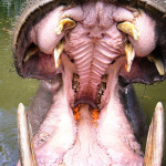 hippo-mouth